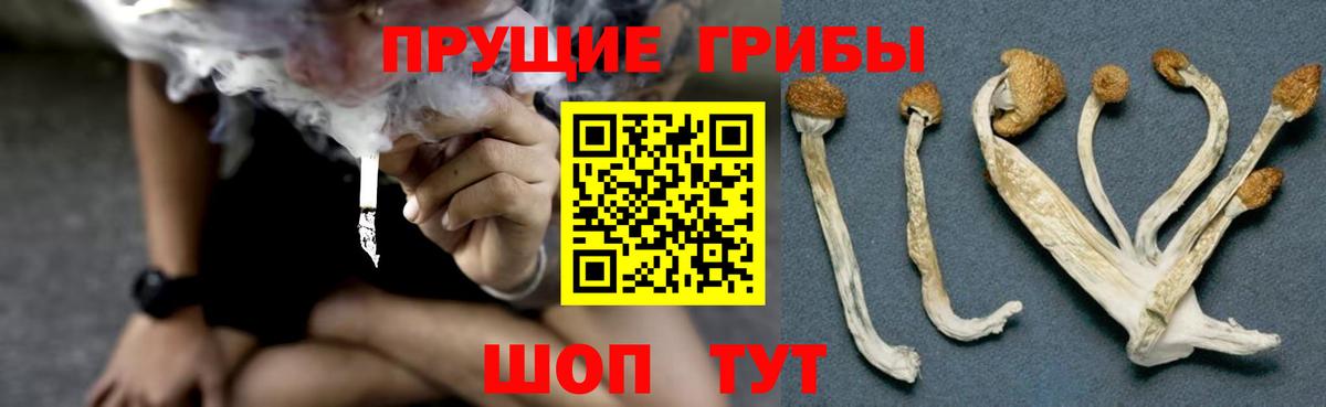 Псилоцибиновые грибы Psilocybe Карасук